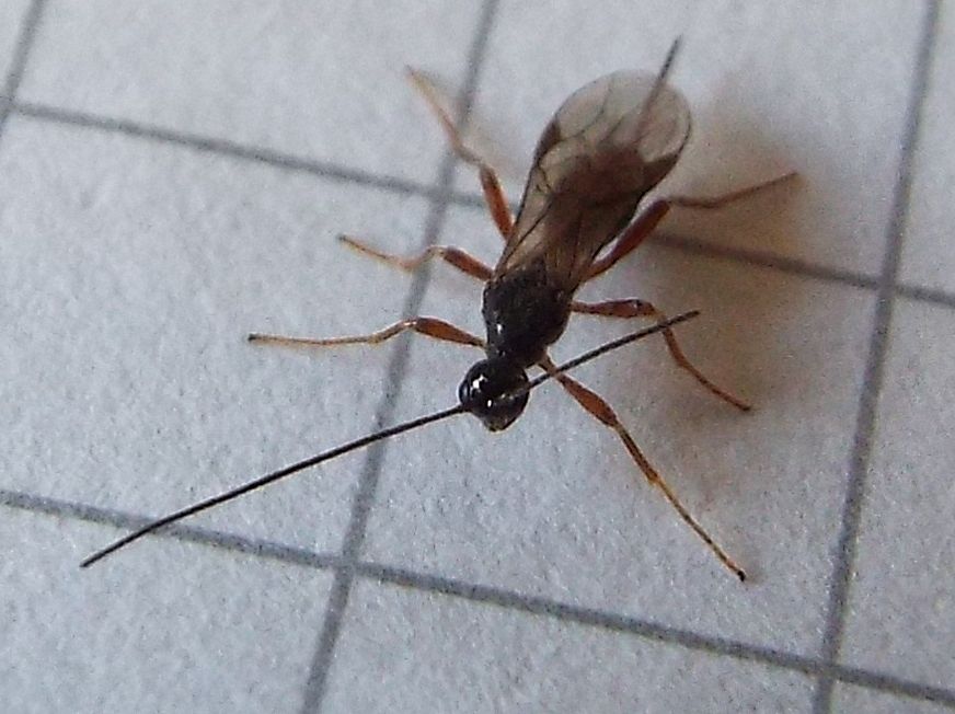 Braconidae